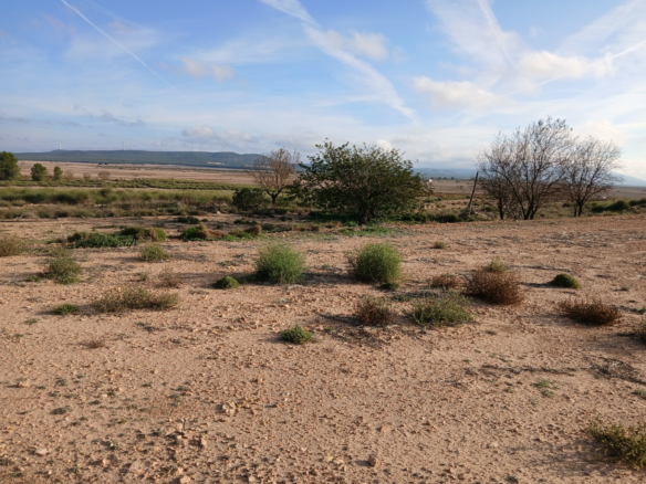 Land In Yecla, Spain (25.000 M² Plot)