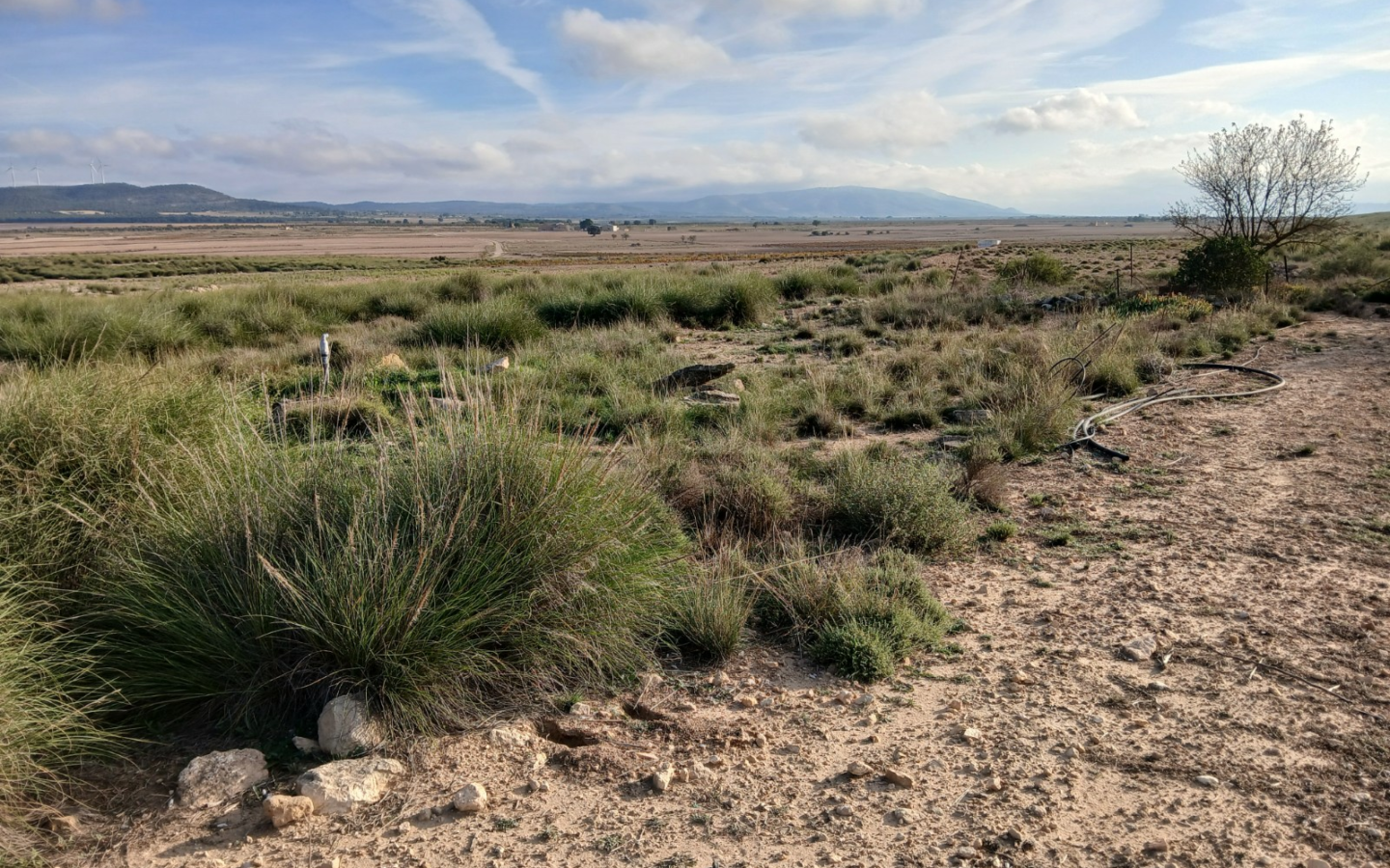 Land In Yecla, Spain (25.000 M² Plot)