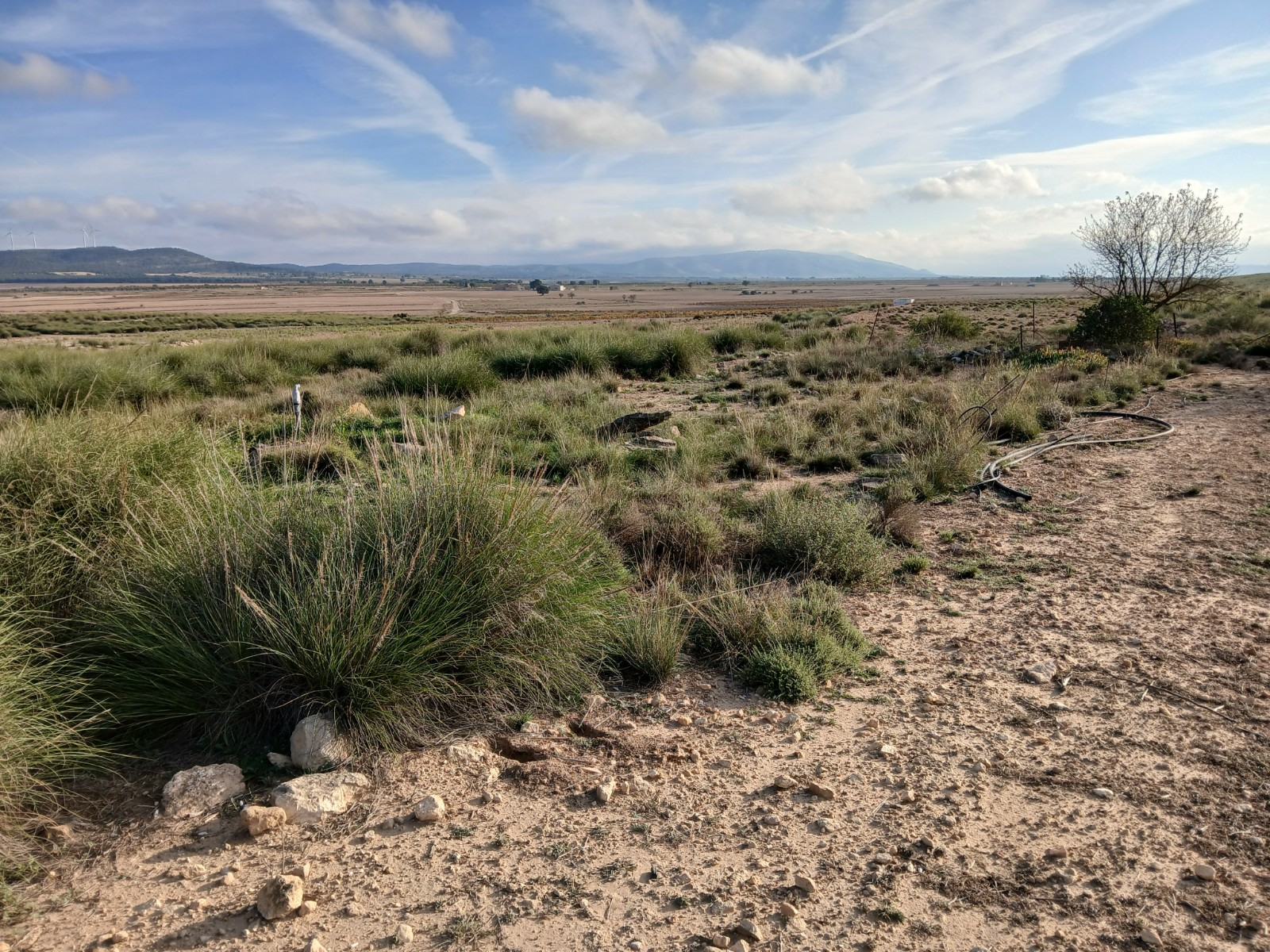 Land In Yecla, Spain (25.000 M² Plot)