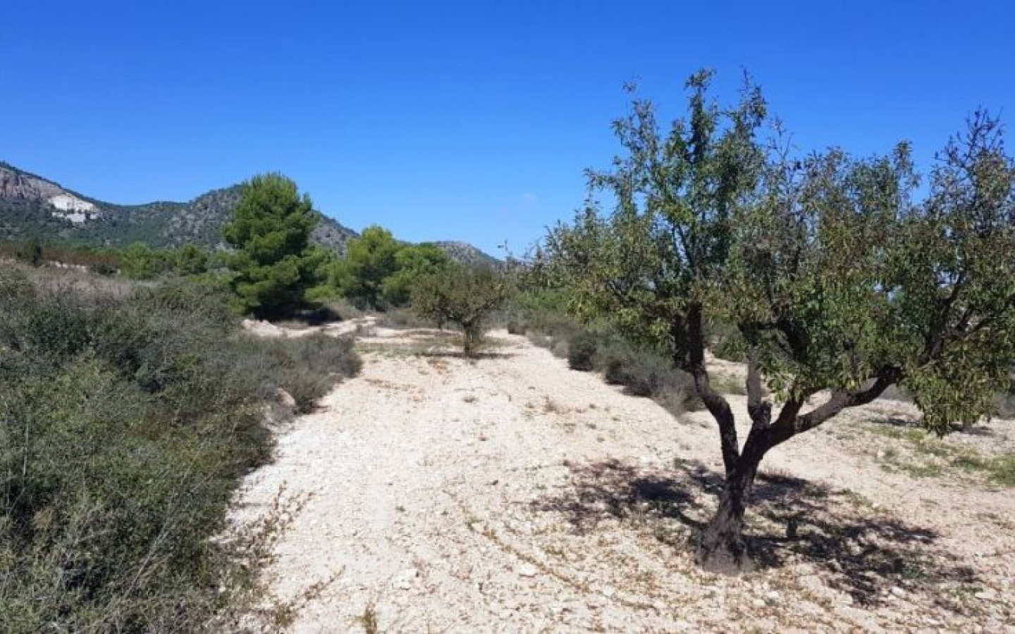 Land In Monovar, Spain (21 M²)