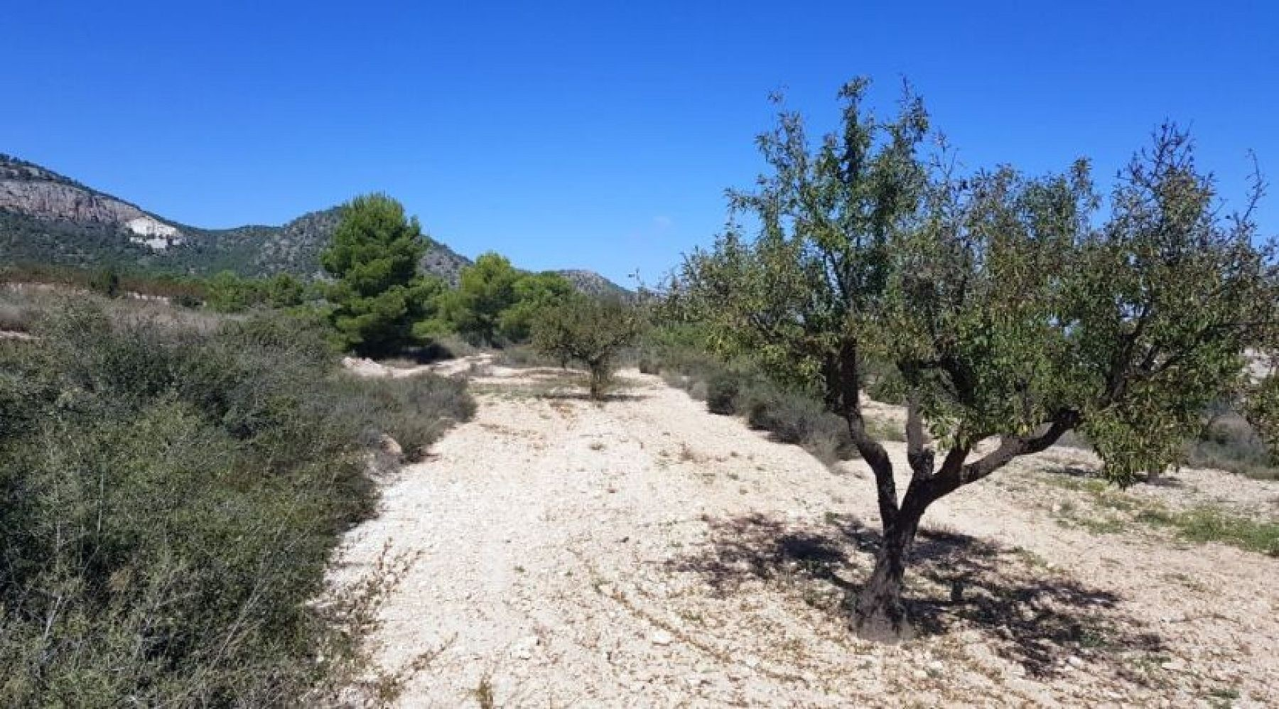 Land In Monovar, Spain (21 M²)