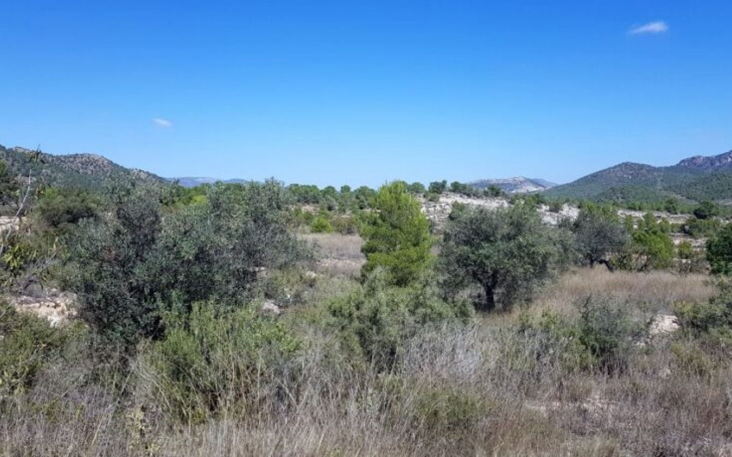 Land In Monovar, Spain (21 M²)