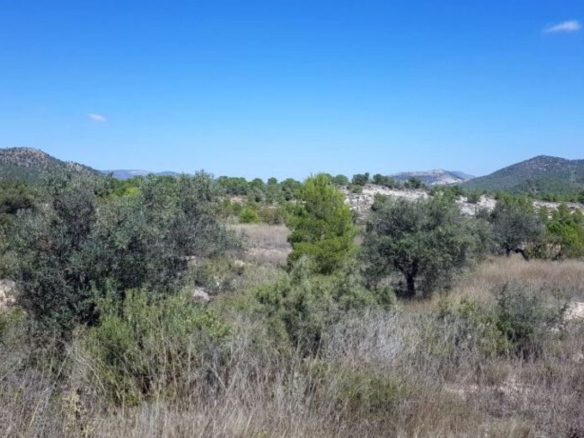 Land In Monovar, Spain (21 M²)