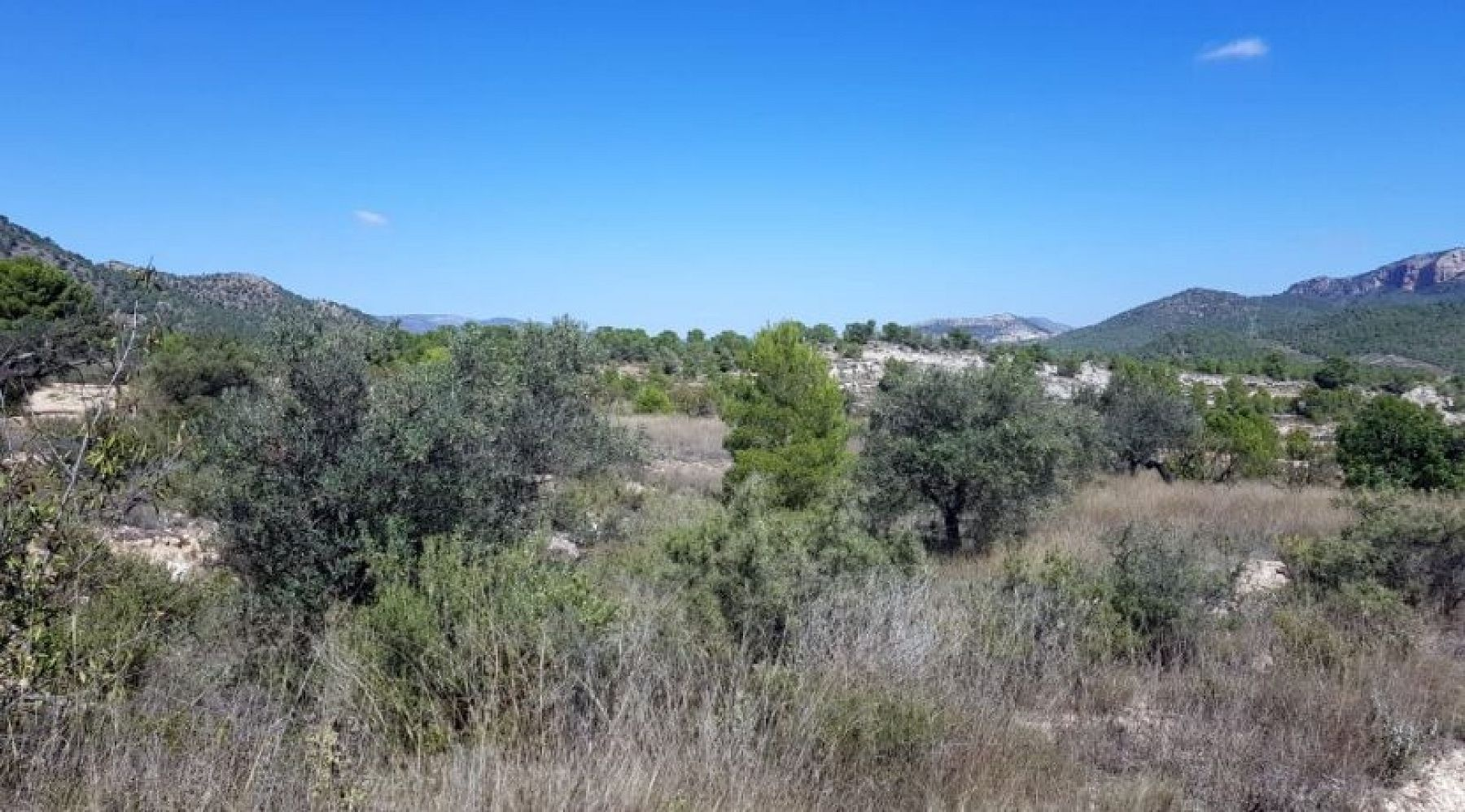 Land In Monovar, Spain (21 M²)