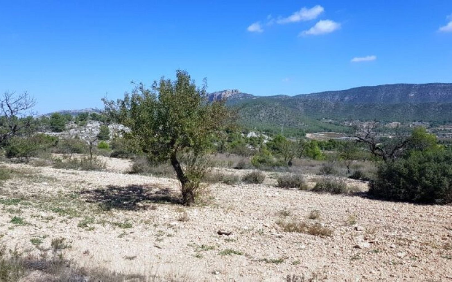 Land In Monovar, Spain (21 M²)