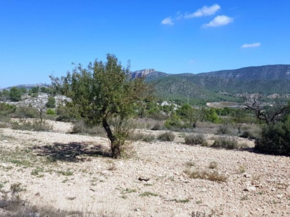 Land In Monovar, Spain (21 M²)