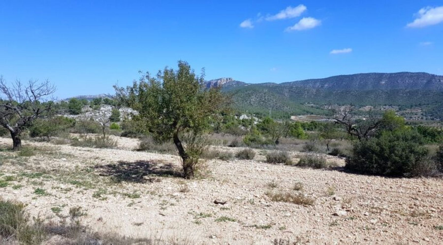 Land In Monovar, Spain (21 M²)