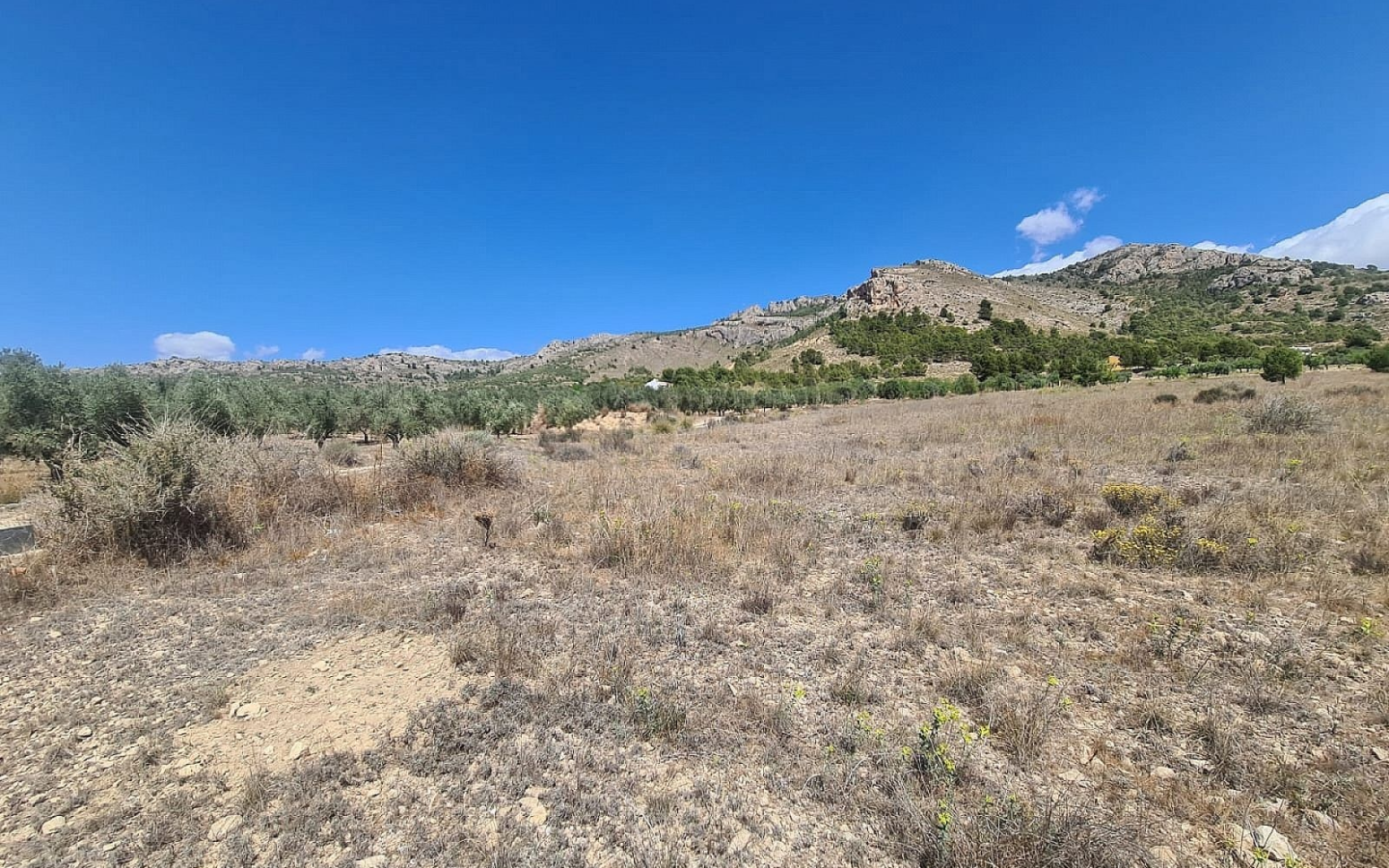 Land In Sax, Spain (16.200 M² Plot)