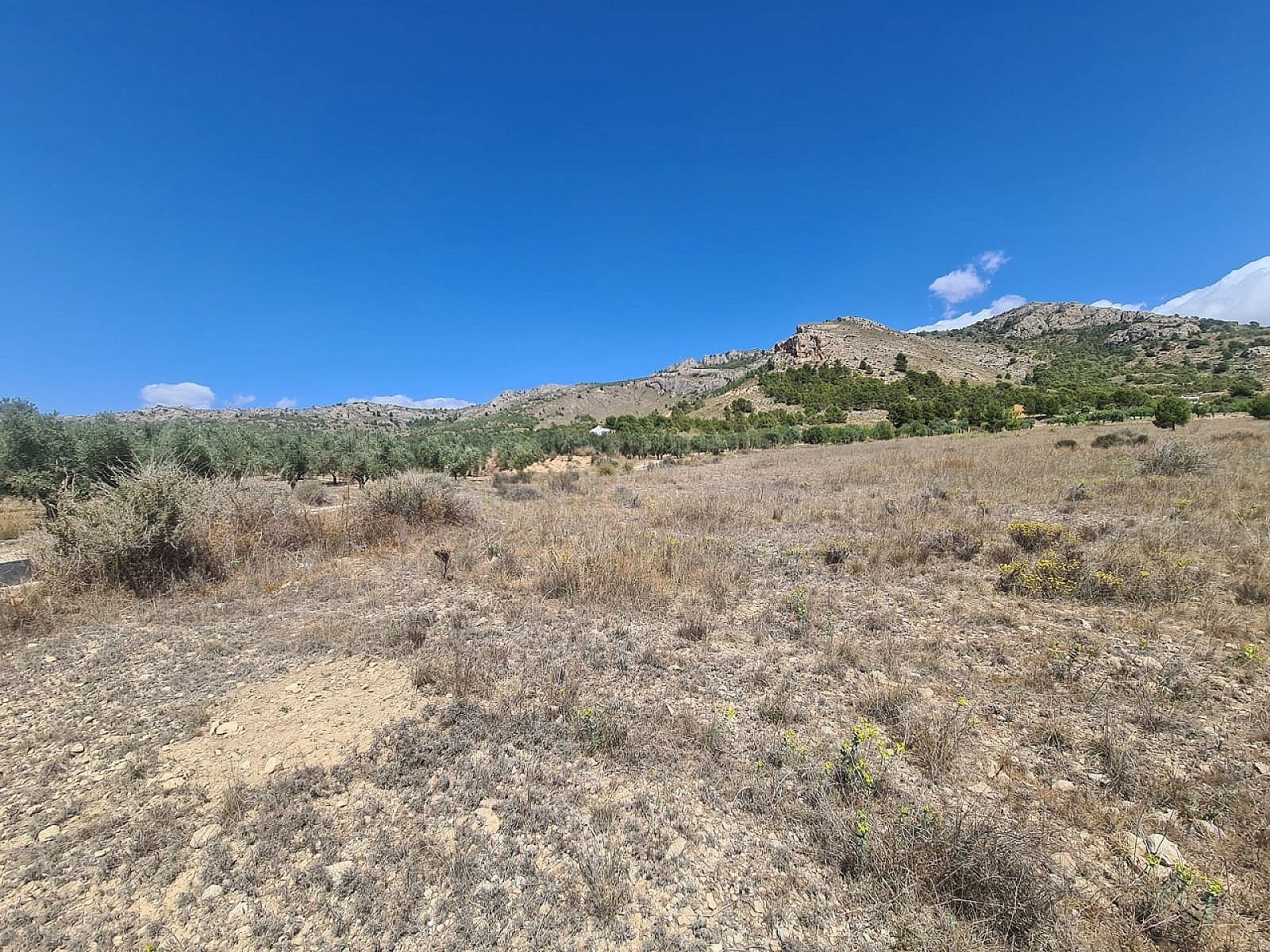 w_3pj5ye7owg6tprkedhus-10f8cb Land In Sax, Spain (16.200 M² Plot)