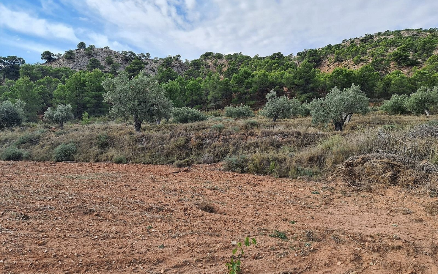 Land In Pinoso, Spain (20.343 M² Plot)