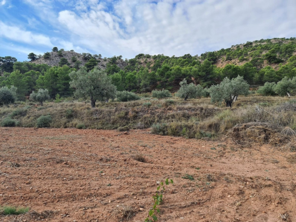Land In Pinoso, Spain (20.343 M² Plot)