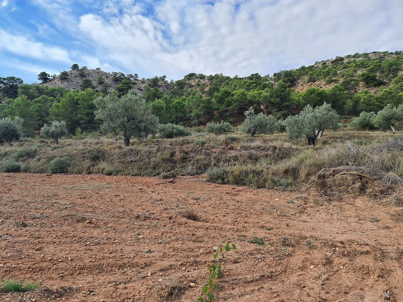 w_4op4ni0hcvc2vhfpe2y5-d33a48 Land In Pinoso, Spain (20.343 M² Plot)