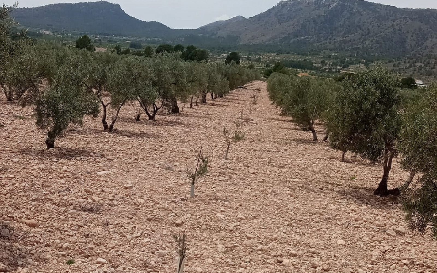 Land In Salinas, Spain (10.663 M² Plot)