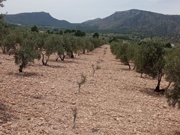Land In Salinas, Spain (10.663 M² Plot)