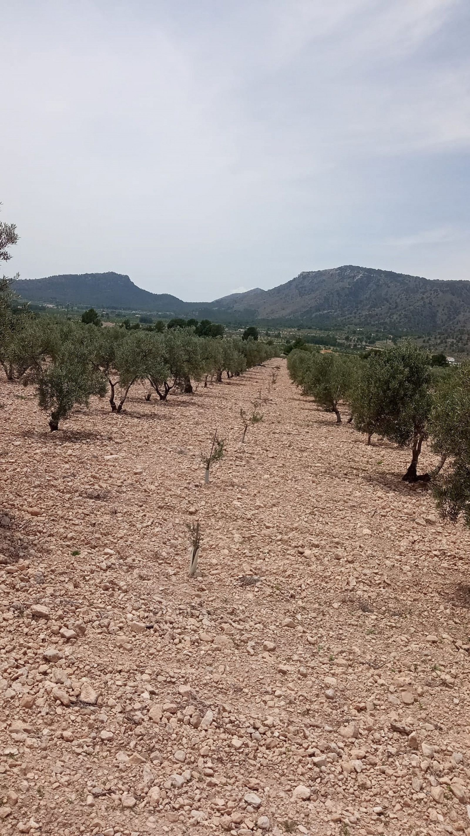 w_8387sqe0osob7hkizwf6-186e24 Land In Salinas, Spain (10.663 M² Plot)