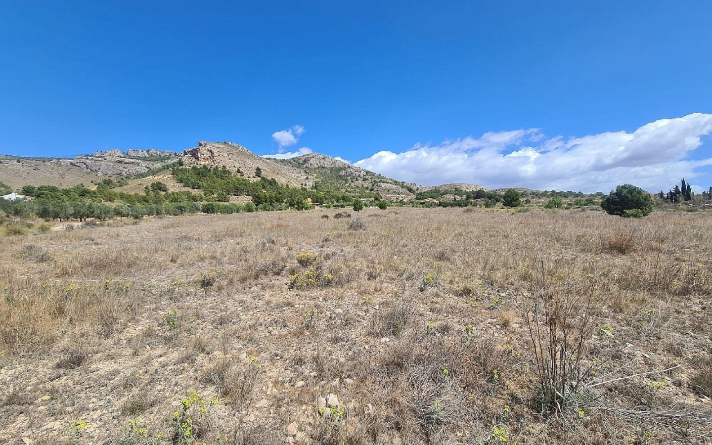 Land In Sax, Spain (16.200 M² Plot)