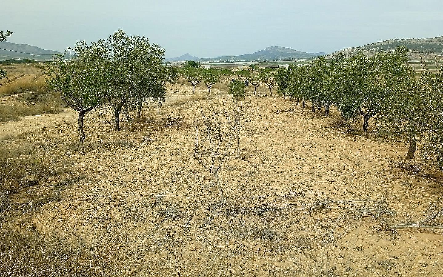 Land In Monovar, Spain (15.128 M² Plot)