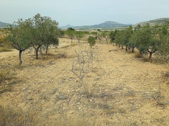 Land In Monovar, Spain (15.128 M² Plot)