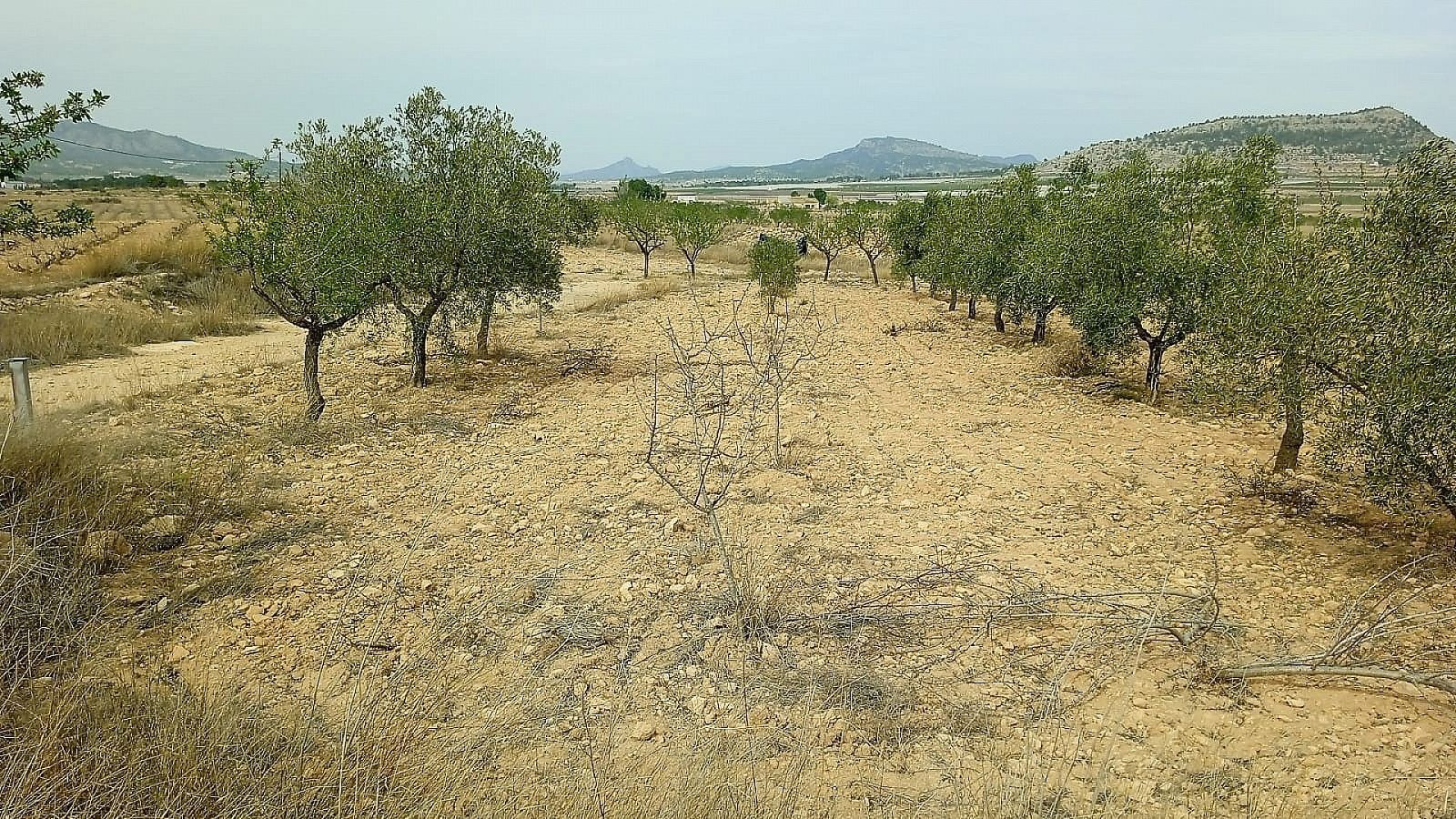 w_a2sprfywcasz2ag43cs5-daf7a9 Land In Monovar, Spain (15.128 M² Plot)