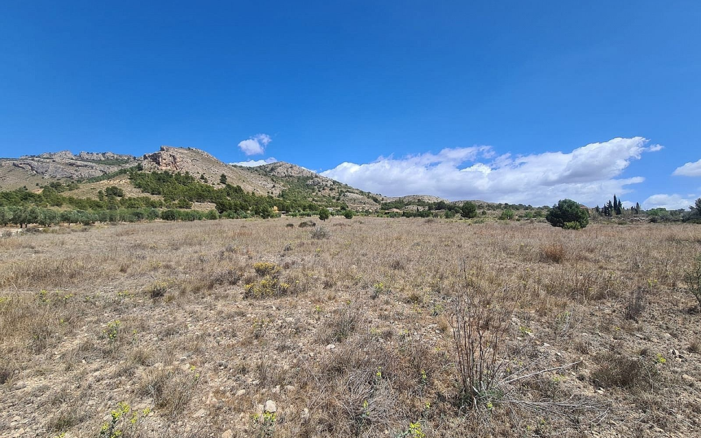 Land In Sax, Spain (16.200 M² Plot)