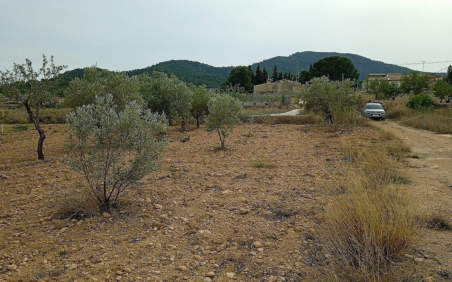 Land In Monovar, Spain (15.128 M² Plot)