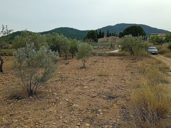 Land In Monovar, Spain (15.128 M² Plot)