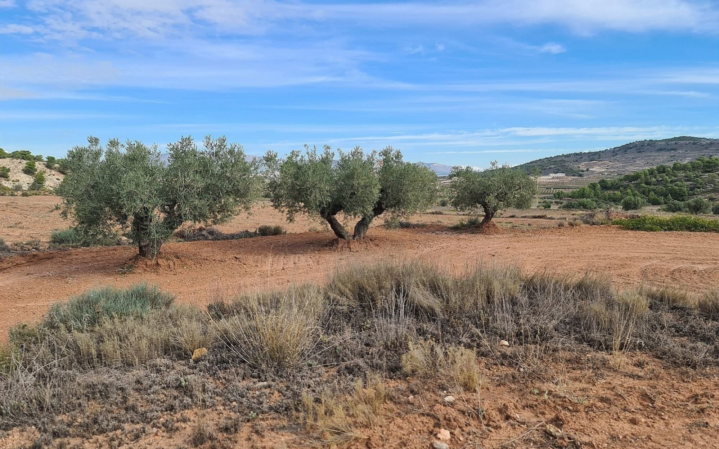Land In Pinoso, Spain (20.343 M² Plot)