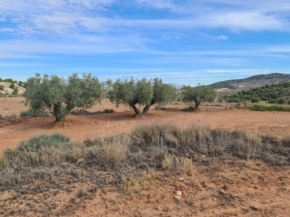 Land In Pinoso, Spain (20.343 M² Plot)
