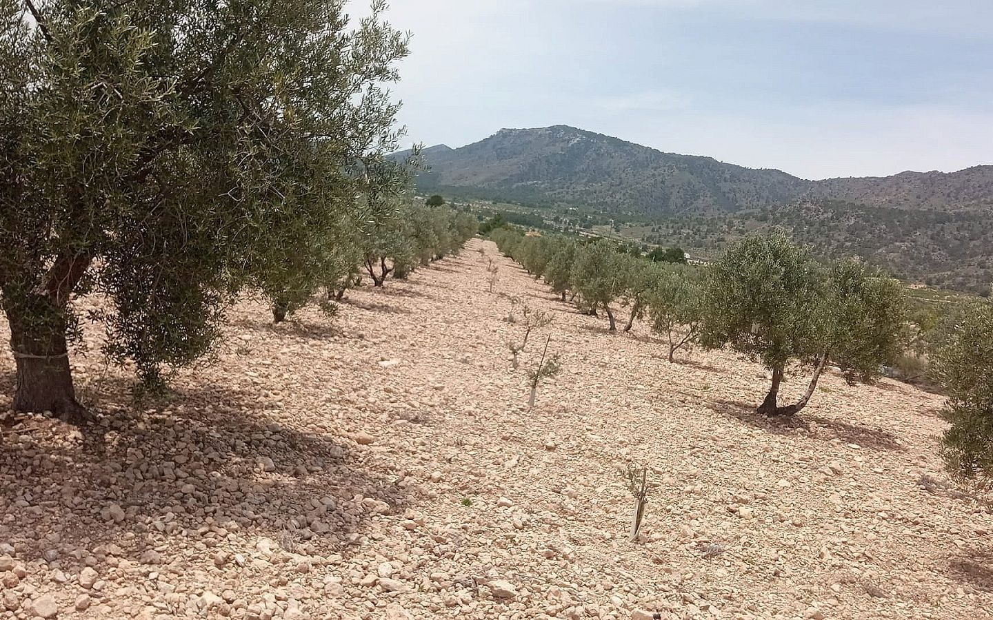 Land In Salinas, Spain (10.663 M² Plot)