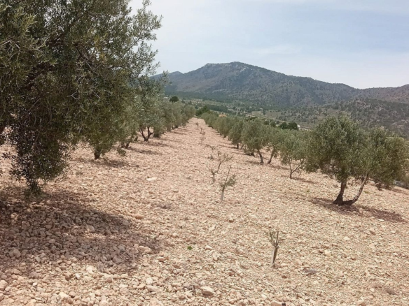 Land In Salinas, Spain (10.663 M² Plot)