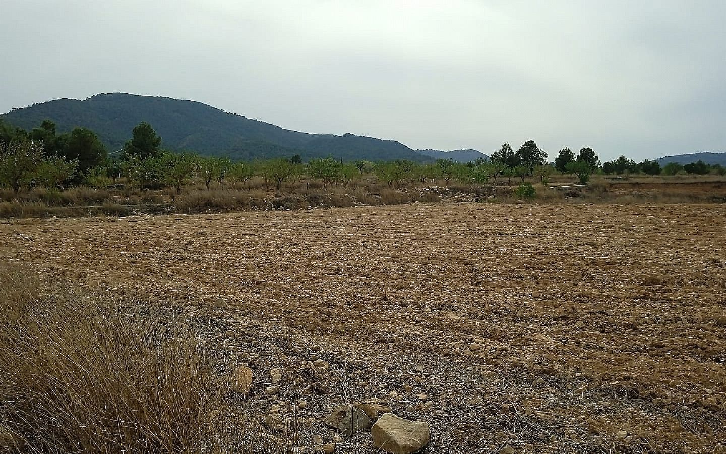 Land In Monovar, Spain (24.047 M² Plot)