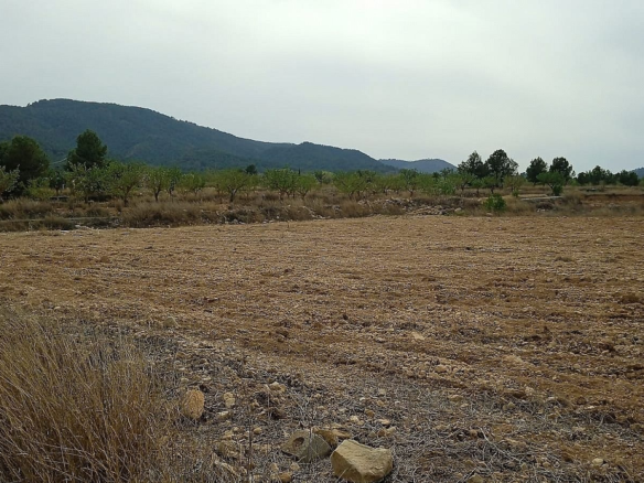 Land In Monovar, Spain (24.047 M² Plot)