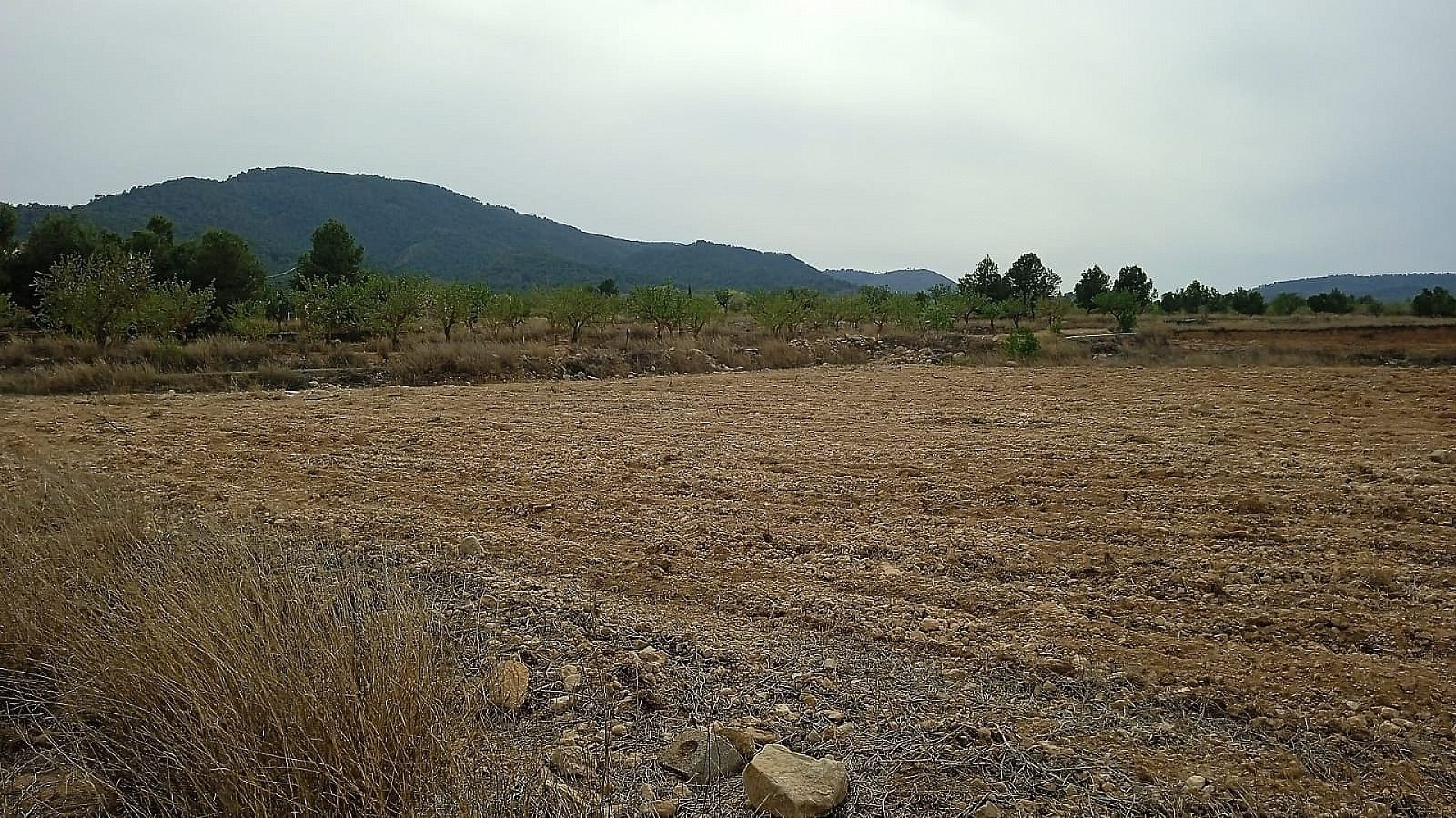 Land In Monovar, Spain (24.047 M² Plot)