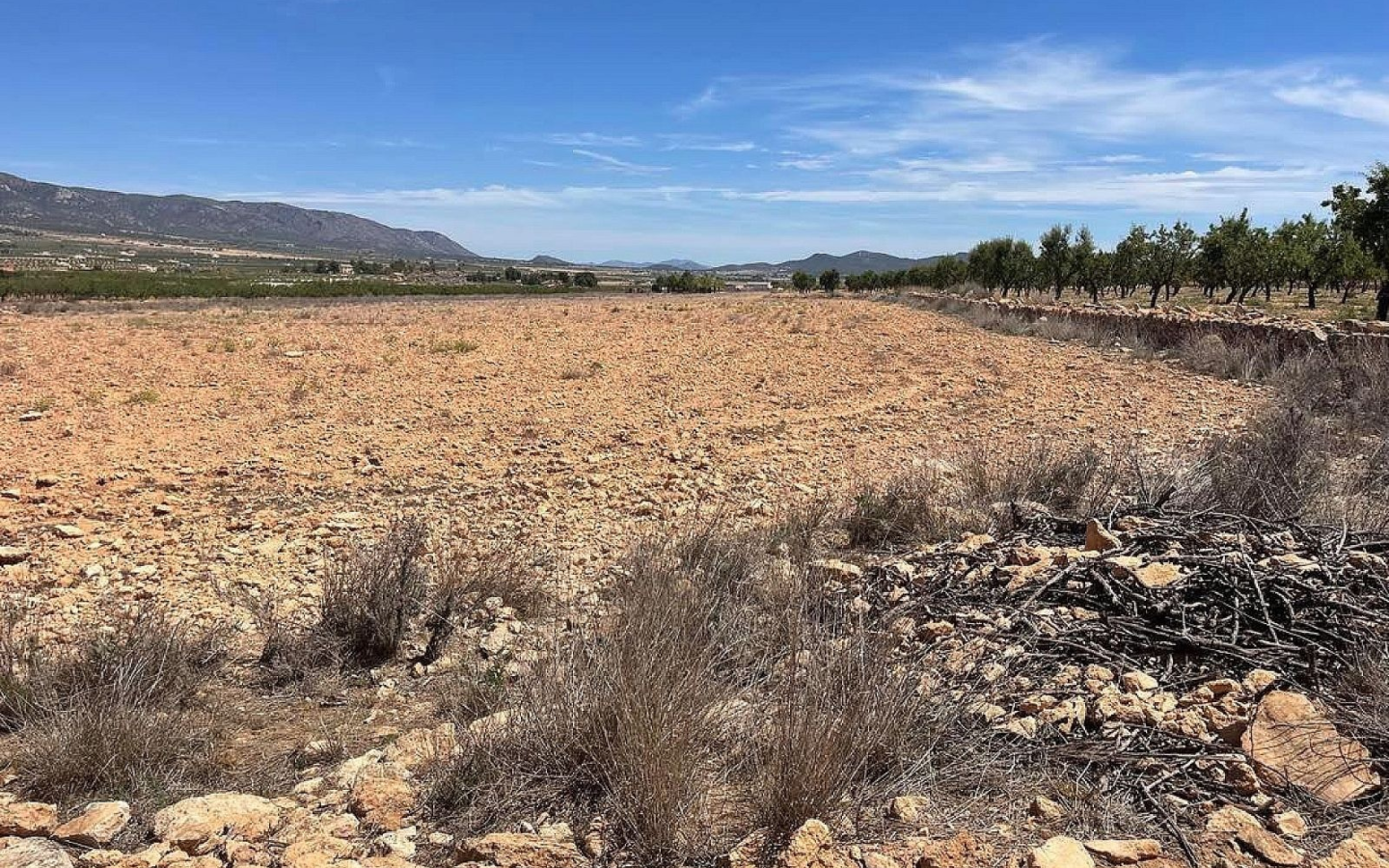 Land In Pinoso, Spain (15.000 M²)