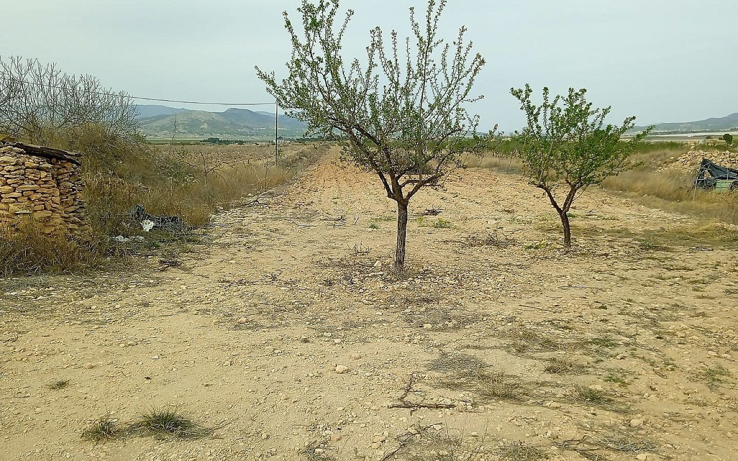 Land In Monovar, Spain (15.128 M² Plot)