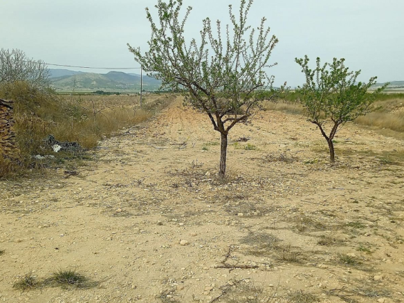 Land In Monovar, Spain (15.128 M² Plot)