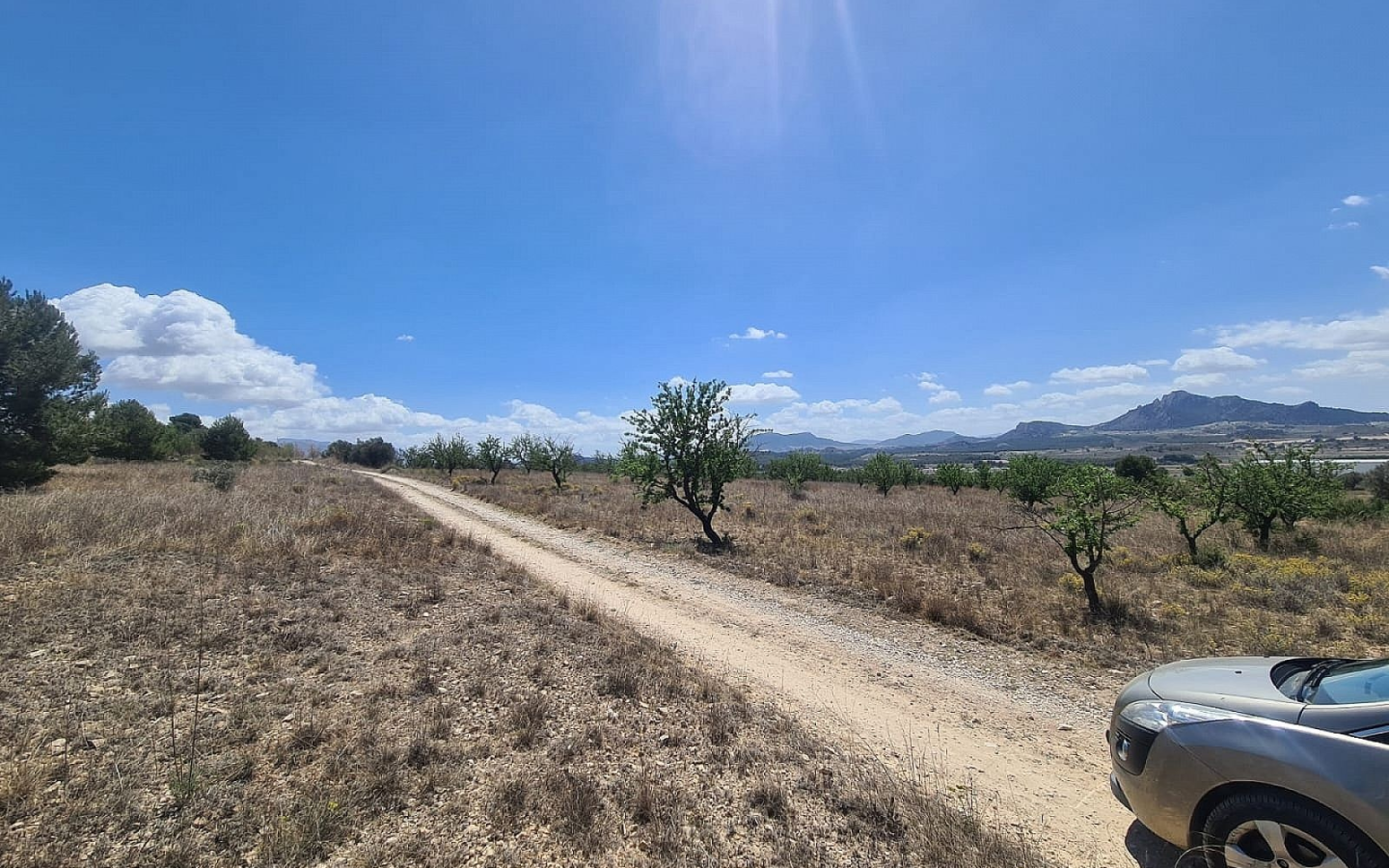 Land In Sax, Spain (16.200 M² Plot)