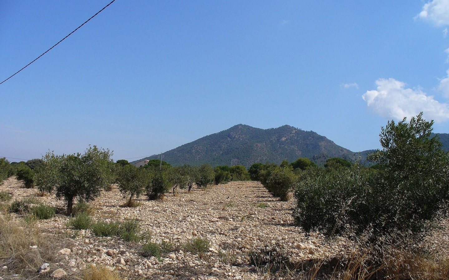 Land In Biar, Spain (25.000 M² Plot)
