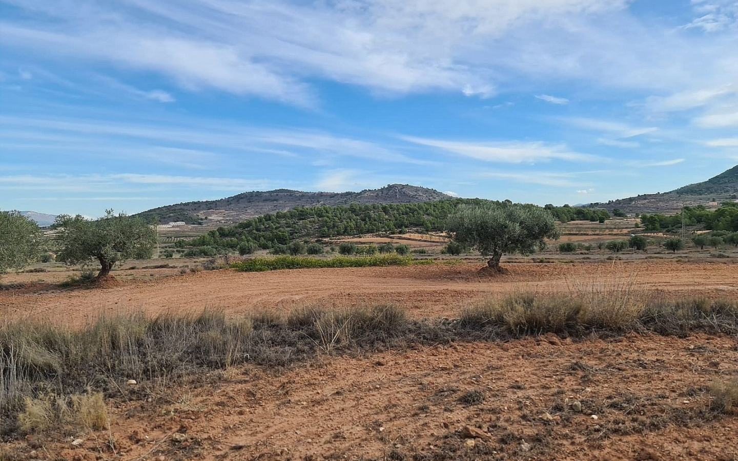 Land In Pinoso, Spain (20.343 M² Plot)