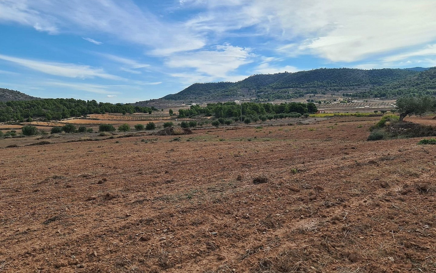 Land In Pinoso, Spain (20.343 M² Plot)