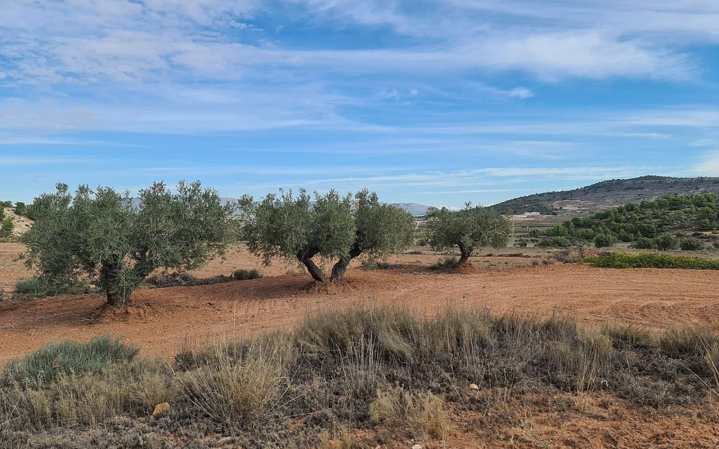 Land In Pinoso, Spain (20.343 M² Plot)