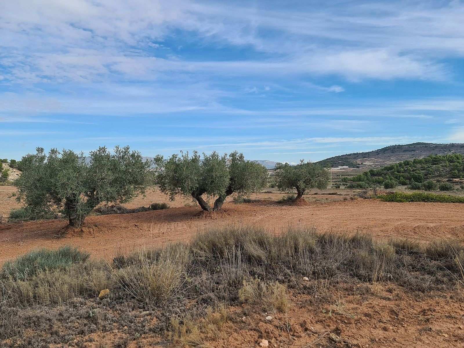w_zsqtamyjrhc5gs0i3ddc-f7e56a Land In Pinoso, Spain (20.343 M² Plot)