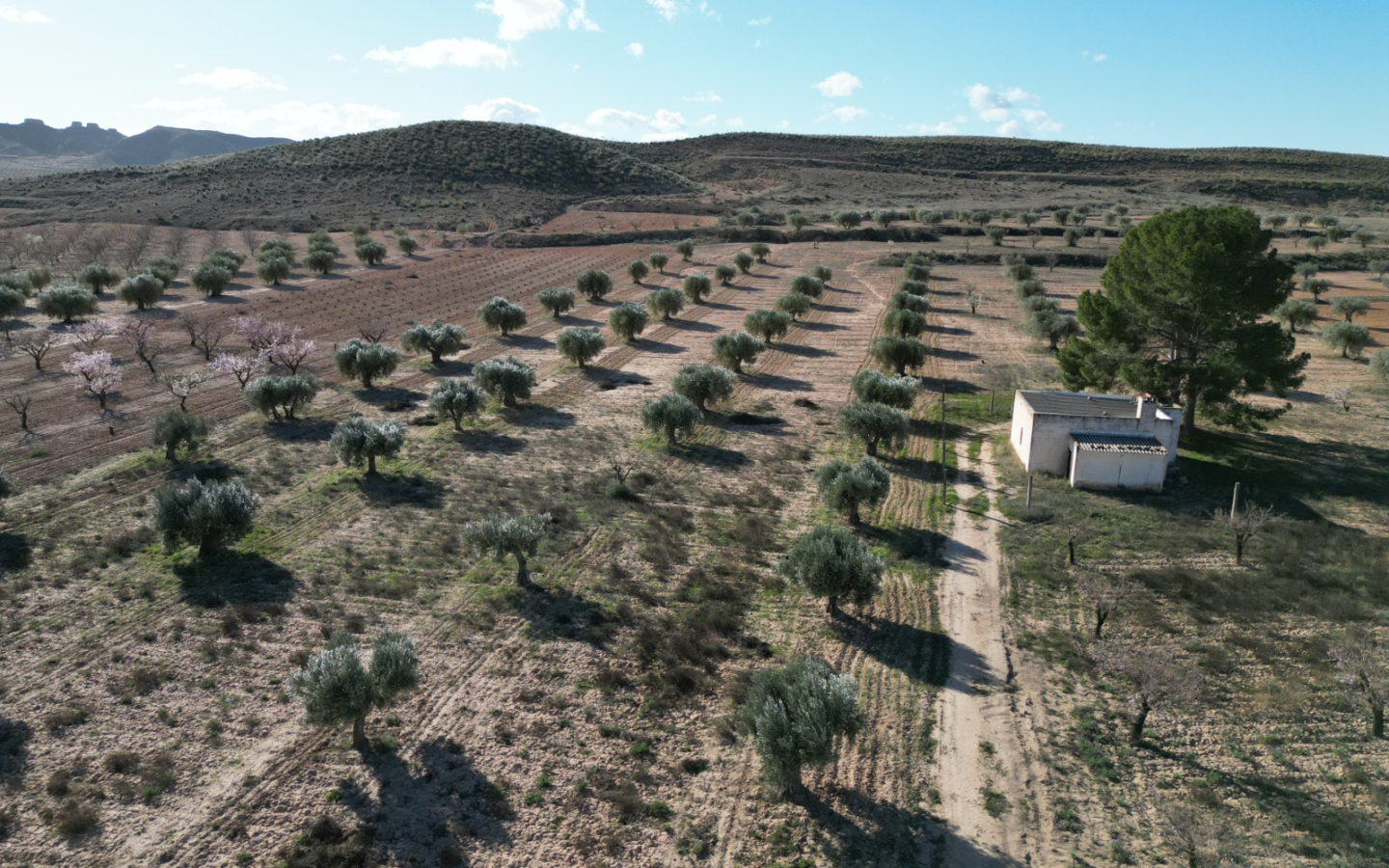 Land In La Alqueria, Spain (46.272 M² Plot)