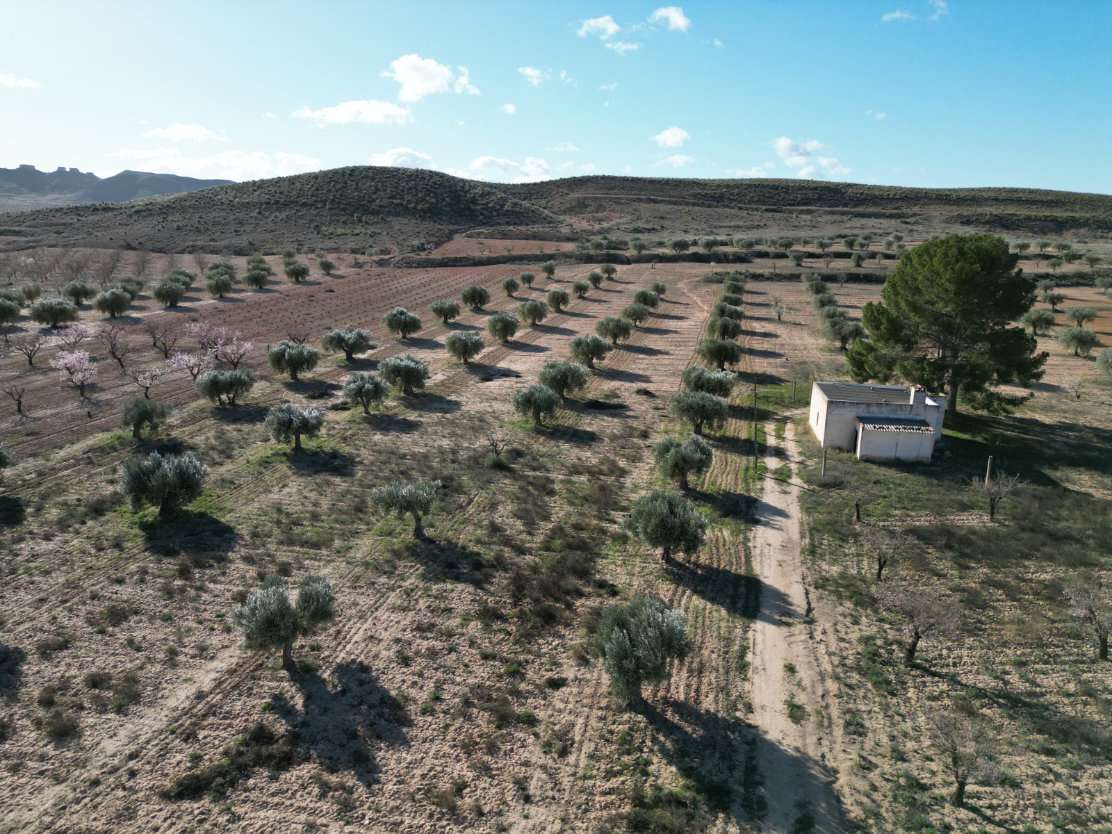 Land In La Alqueria, Spain (46.272 M² Plot)