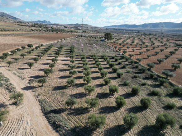 Land In La Alqueria, Spain (46.272 M² Plot)