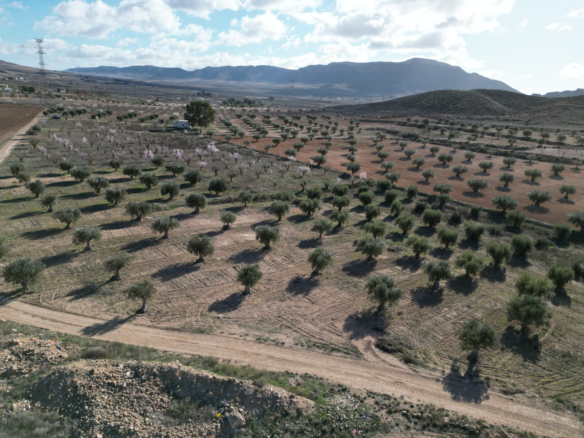 Land In La Alqueria, Spain (46.272 M² Plot)