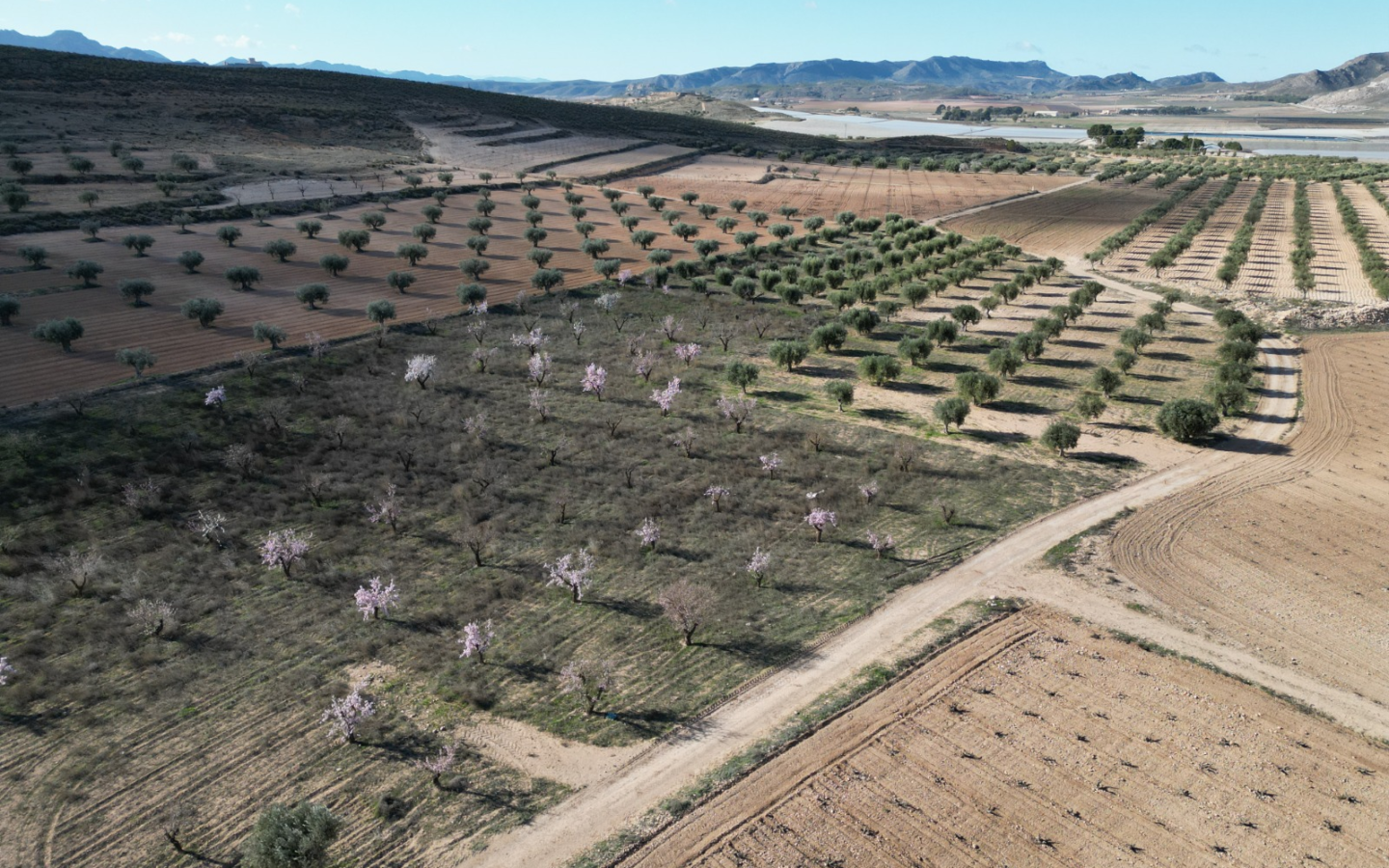 Land In La Alqueria, Spain (46.272 M² Plot)