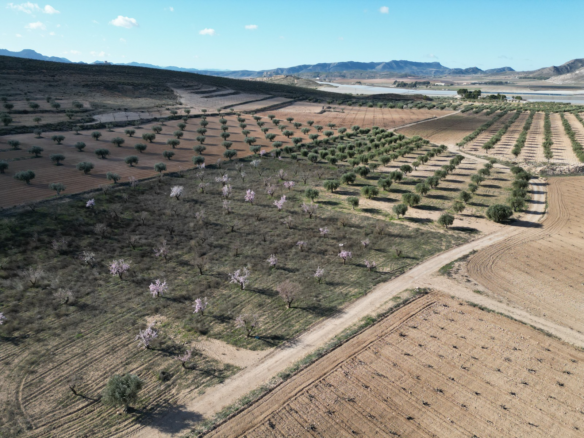 Land In La Alqueria, Spain (46.272 M² Plot)