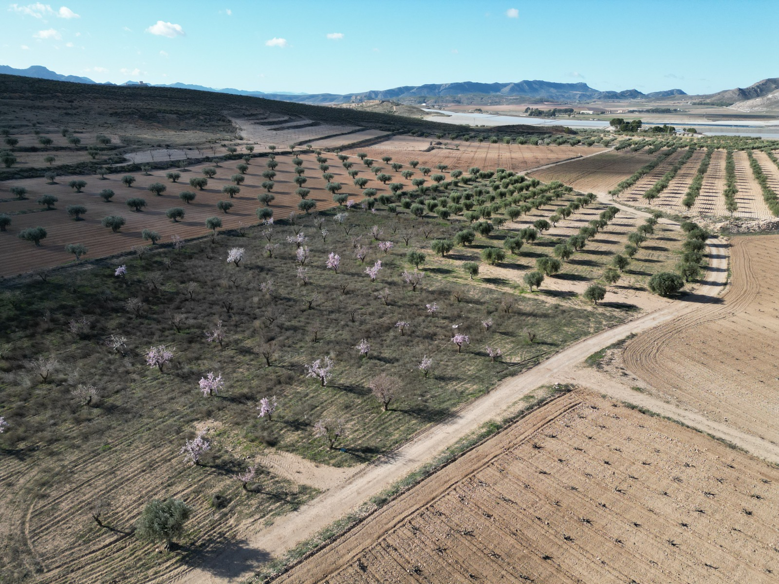 Land In La Alqueria, Spain (46.272 M² Plot)