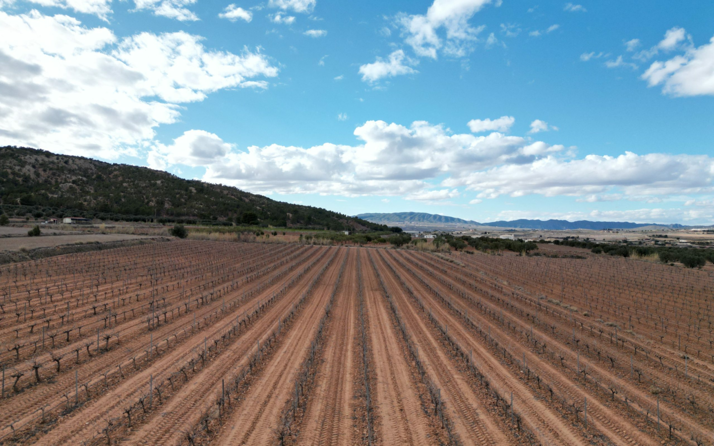 Land In Pinoso, Spain (11.200 M² Plot)